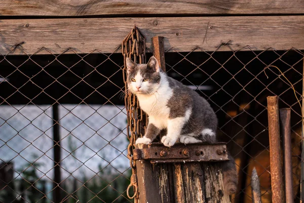 Spotted kitten on the stairs in the fence — Stock Photo, Image