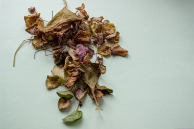 Hafif arka planda kuru çiçek yaprakları. Bitki.