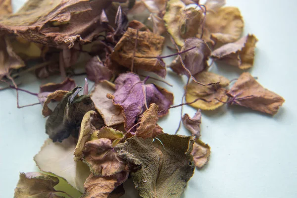 Torra blomblad på en ljus bakgrund. Herbarium. — Stockfoto