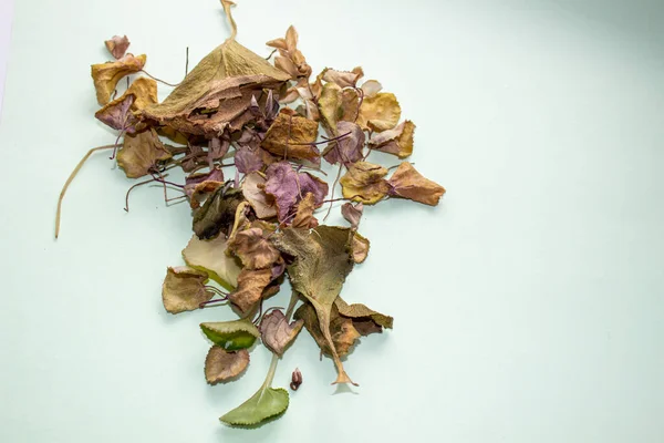 Feuilles de fleurs sèches sur un fond clair. Herbier . — Photo