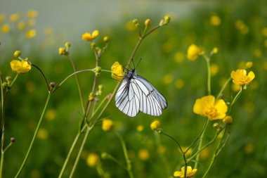 Sarı bir çiçekte Hawthorn Kelebeği. Sarı bir çiçekte Hawthorn Kelebeği. Kapatın. Sibirya Doğası, Rusya