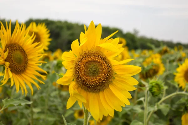 Detailní Záběr Dlouhých Žlutých Okvětních Lístků Kvetoucího Slunečnice Pozadí Pole — Stock fotografie