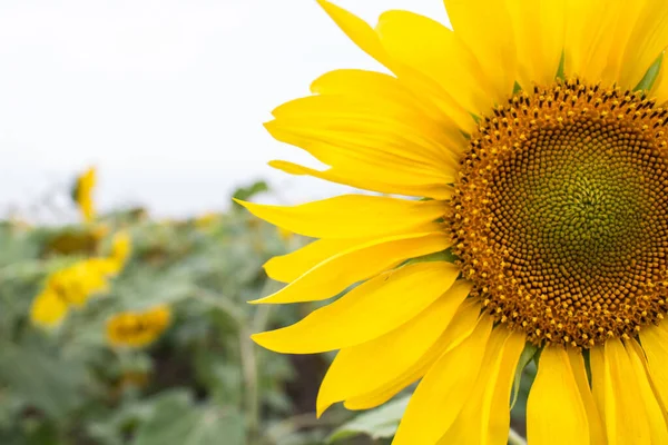 Gros Plan Longs Pétales Jaunes Tournesol Fleurs Sur Fond Champ — Photo