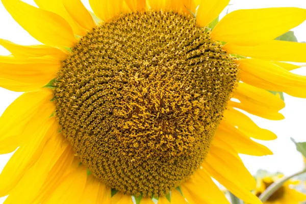 Detailní Záběr Dlouhých Žlutých Okvětních Lístků Kvetoucího Slunečnice Pozadí Pole — Stock fotografie
