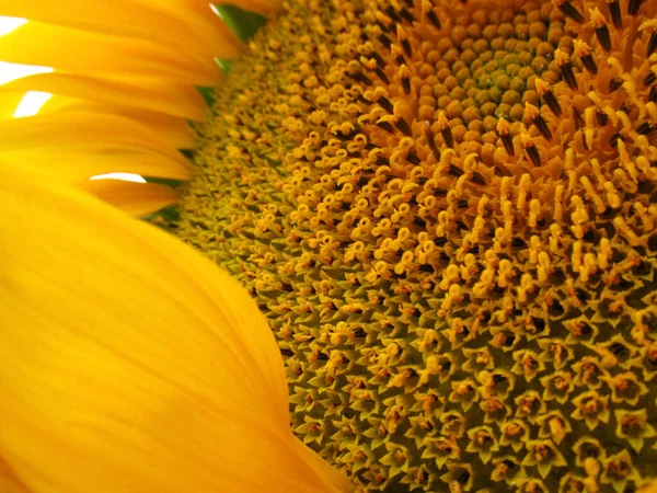 Girassol Amarelo Com Pólen Pétalas Perto — Fotografia de Stock