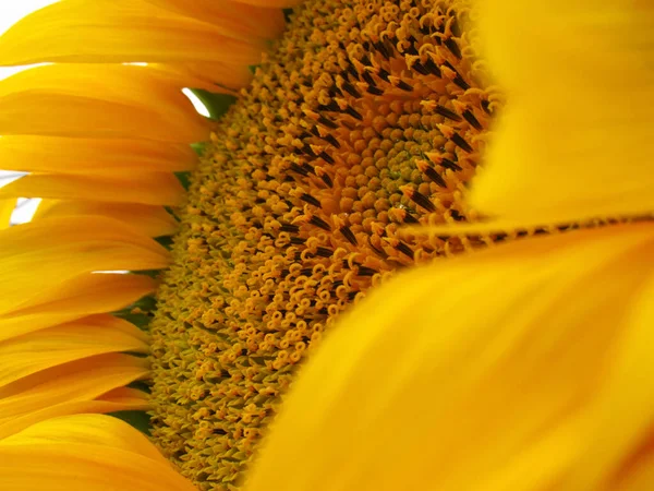 Žlutá Slunečnice Pylem Okvětními Lístky Zblízka — Stock fotografie