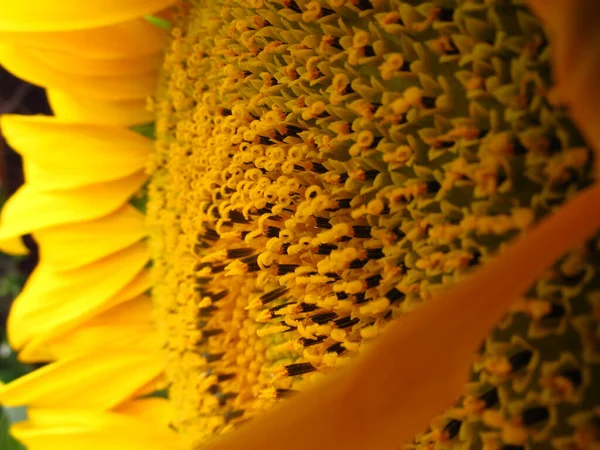 Gele Zonnebloem Met Pollen Bloemblaadjes Close — Stockfoto