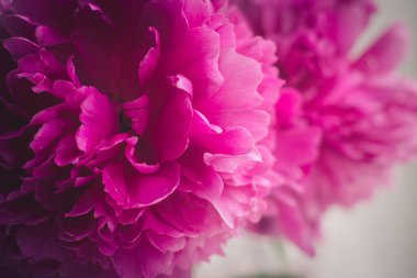 Çiçek açan şakayığın pembe taç yaprakları. Çiçek Bud..