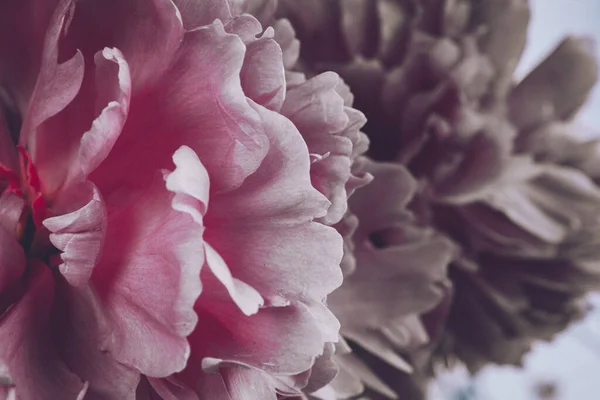 Rosa Blütenblätter Einer Blühenden Pfingstrose Nahaufnahme Die Blütenknospe — Stockfoto