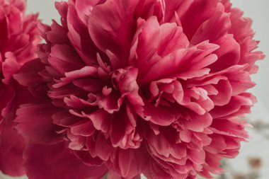 Çiçek açan şakayığın pembe taç yaprakları. Çiçek Bud..