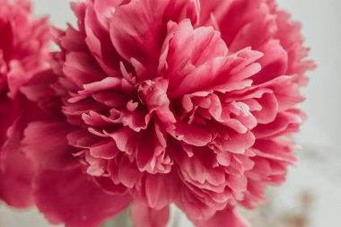 Çiçek açan şakayığın pembe taç yaprakları. Çiçek Bud..