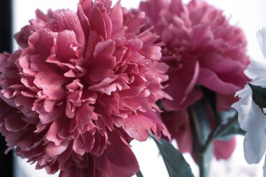 Çiğ taneli şakayık tomurcuğu. Su damlalı pembe çiçek.