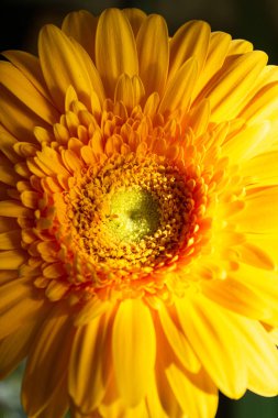 Büyük sarı gerbera izole bir arka plana yakın çekim.