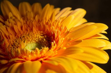 Büyük sarı gerbera izole bir arka plana yakın çekim.