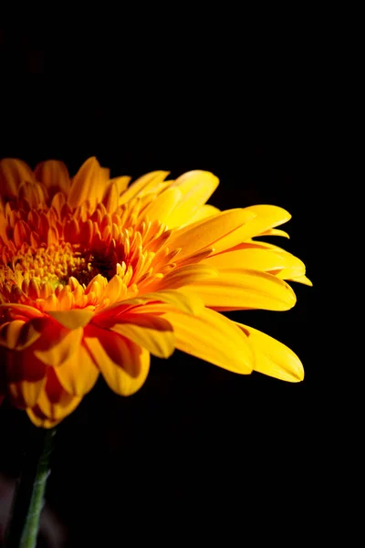 Velké Žluté Gerber Zblízka Izolovaném Pozadí — Stock fotografie