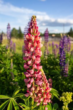 Açık havada, tarlada, yakın plan Lupine çiçekleri. Pembe mor ve mavi çiçekli Lupine tarlası