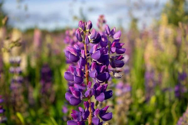 Lupine Kwiaty Otwartym Powietrzu Polu Zbliżenie Pole Łubinowe Różowymi Purpurowymi — Zdjęcie stockowe