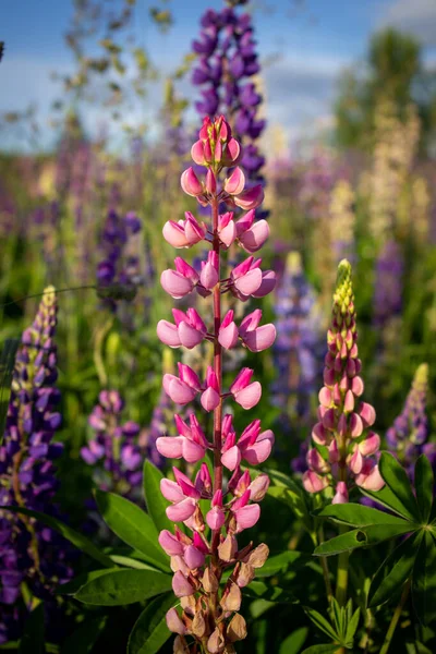 Açık havada, tarlada, yakın plan Lupine çiçekleri. Pembe mor ve mavi çiçekli Lupine tarlası