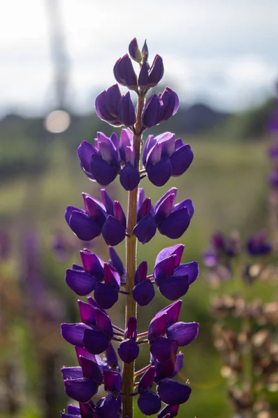 Lupine Flores Livre Campo Close Campo Lupine Com Flores Roxas — Fotografia de Stock