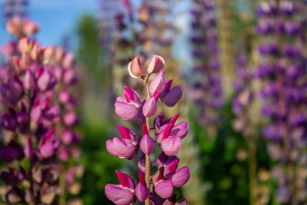 Lupine Kwiaty Otwartym Powietrzu Polu Zbliżenie Pole Łubinowe Różowymi Purpurowymi — Zdjęcie stockowe