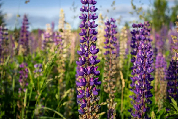 Lupin Blommor Det Fria Fältet Närbild Lupin Fält Med Rosa — Stockfoto