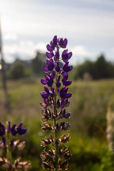 Lupine Flores Livre Campo Close Campo Lupine Com Flores Roxas — Fotografia de Stock