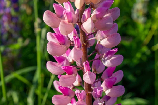 Lupine Flores Livre Campo Close Campo Lupine Com Flores Roxas — Fotografia de Stock