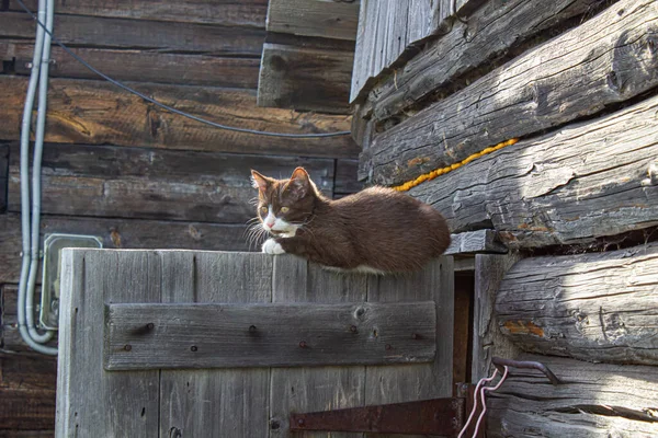 Gatito Marrón Está Sentado Puerta Madera Una Casa Madera Calle — Foto de Stock