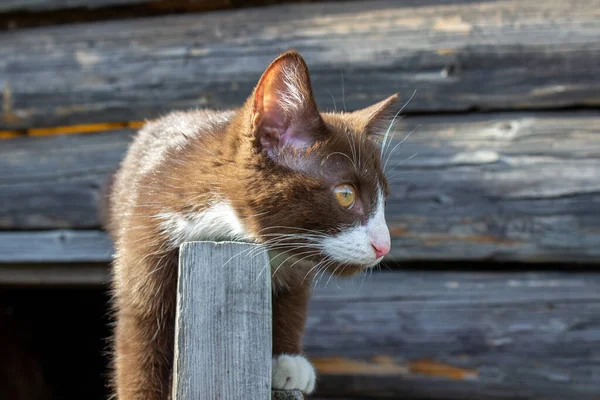 A brown kitten is sitting on the wooden door of a wooden house on the street. A kitten named Busia. The kitten is being played