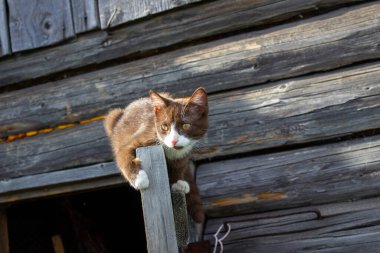 Caddedeki ahşap bir evin ahşap kapısında kahverengi bir kedi yavrusu oturuyor. Busia adında bir kedi yavrusu. Yavru kedi oynanıyor.
