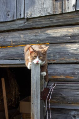Caddedeki ahşap bir evin ahşap kapısında kahverengi bir kedi yavrusu oturuyor. Busia adında bir kedi yavrusu. Yavru kedi oynanıyor.