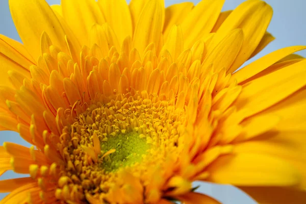 Grande Gerbera Amarela Fechar Fundo Isolado — Fotografia de Stock