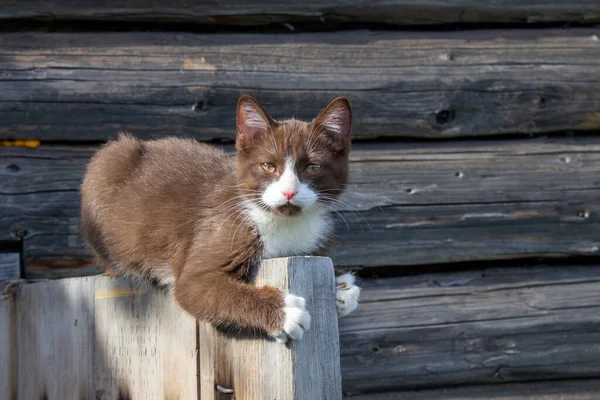 通りの木の家のドアには茶色の子猫が座っている ブシアという子猫です 子猫が遊んでる — ストック写真