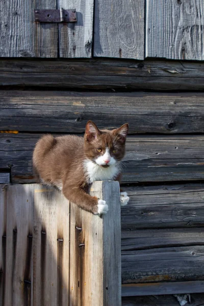 Ein Braunes Kätzchen Sitzt Auf Der Holztür Eines Holzhauses Auf — Stockfoto