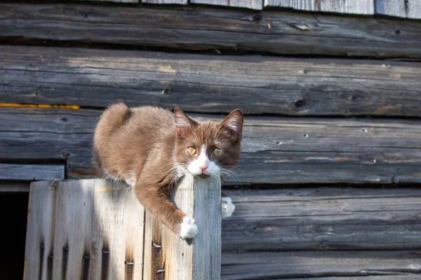 Dřevěných Dveřích Dřevěného Domu Ulici Sedí Hnědé Kotě Kotě Jménem — Stock fotografie