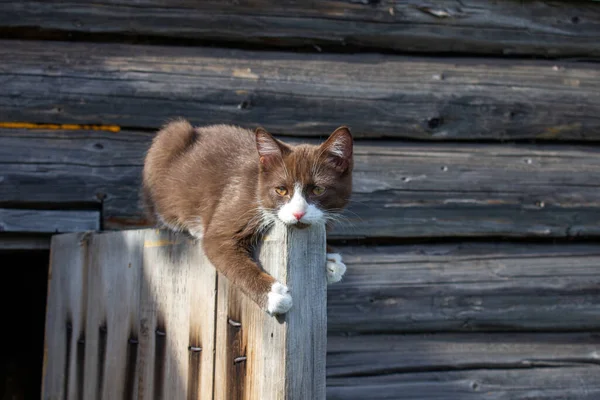 Gatito Marrón Está Sentado Puerta Madera Una Casa Madera Calle — Foto de Stock