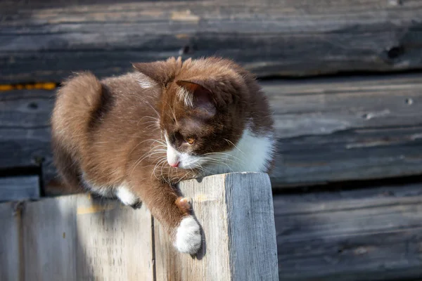 Gatito Marrón Está Sentado Puerta Madera Una Casa Madera Calle — Foto de Stock