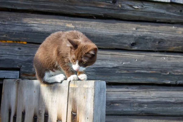 A brown kitten is sitting on the wooden door of a wooden house on the street. A kitten named Busia. The kitten is being played