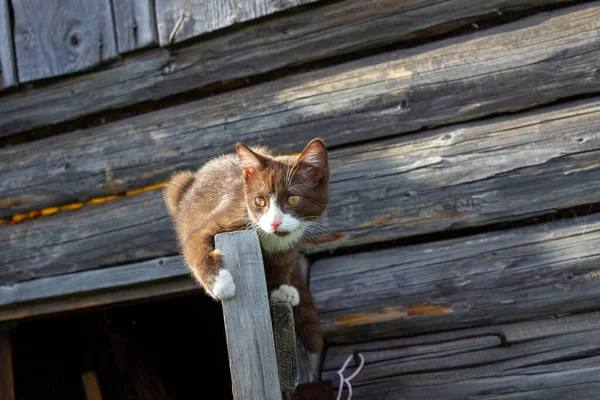 A brown kitten is sitting on the wooden door of a wooden house on the street. A kitten named Busia. The kitten is being played