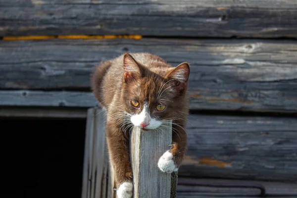 A brown kitten is sitting on the wooden door of a wooden house on the street. A kitten named Busia. The kitten is being played