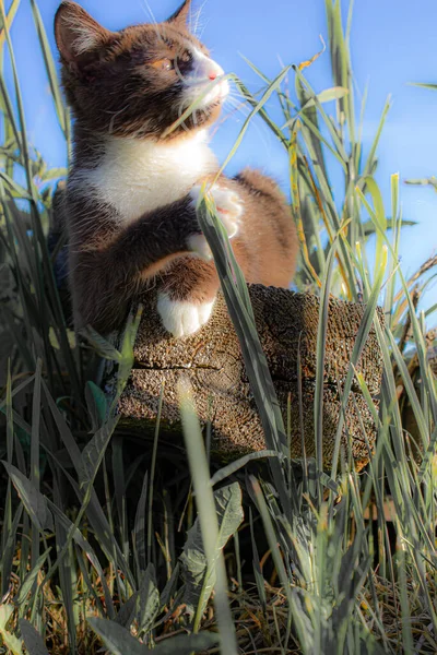 Braunes Kätzchen Sitzt Auf Einem Baumstamm Der Natur Bei Klarem — Stockfoto