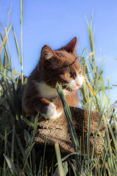 Gatito Marrón Sentado Tronco Naturaleza Tiempo Claro Gatito Llamado Busia — Foto de Stock