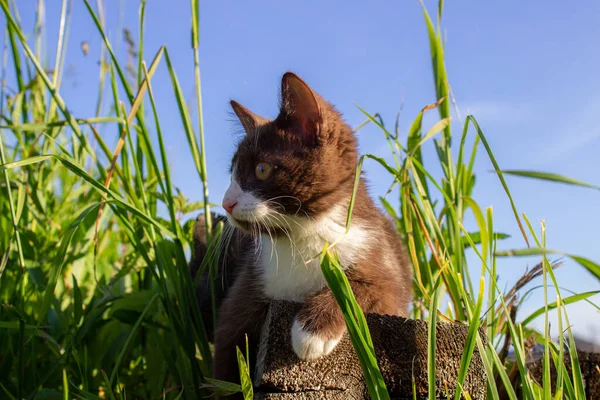 Brown kitten sitting on a log, in nature in clear weather. A kitten named Busia