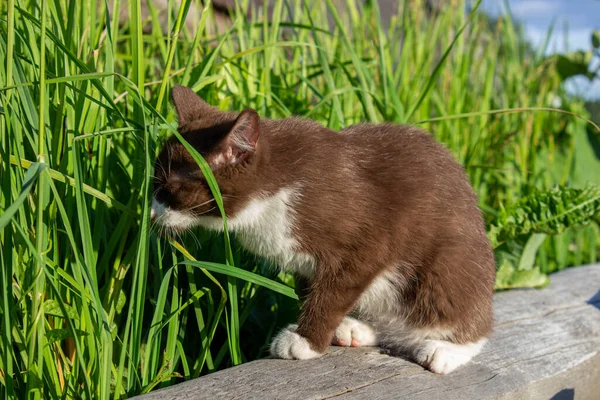 Brun Kattunge Går Gräsmattan Och Äter Grönt Gräs — Stockfoto