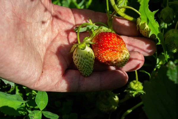 Aardbeien Een Bush Tuin Het Voorjaar Onderaanzicht — Stockfoto