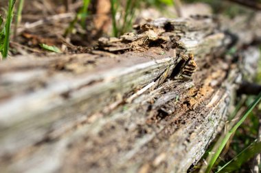Büyük karıncaların üzerinde süründüğü kuru bir kütük. Çürümüş, yaşlı kütük. Eski bir kütüğün üzerindeki kuru toprak.