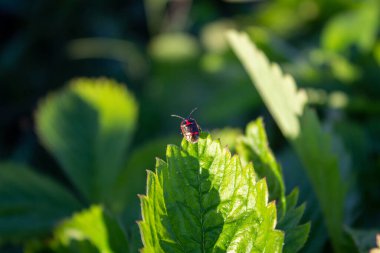 Yaprağa Tırmanan Asker Böcek. Asker böcek - kızıl saçlı küçük siyah böcek.