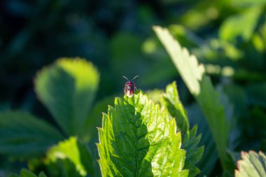 Yaprağa Tırmanan Asker Böcek. Asker böcek - kızıl saçlı küçük siyah böcek.