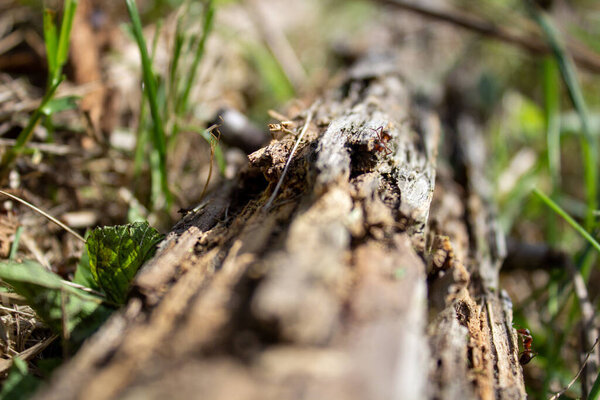 A dry log in the grass, on which large ants crawl. Rotten, old log. Dry dirt on an old log.