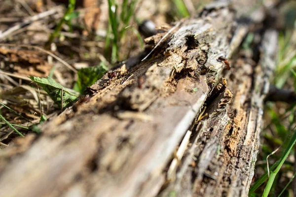 草の中の乾燥したログは 大きなアリが這う ロットン古い丸太だ 古い丸太の上の乾いた土 — ストック写真